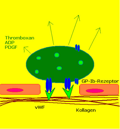 Thrombozytenaggregation
