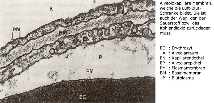 Alveoloarterielle O₂Partialdruckdifferenz (AaDPO₂)